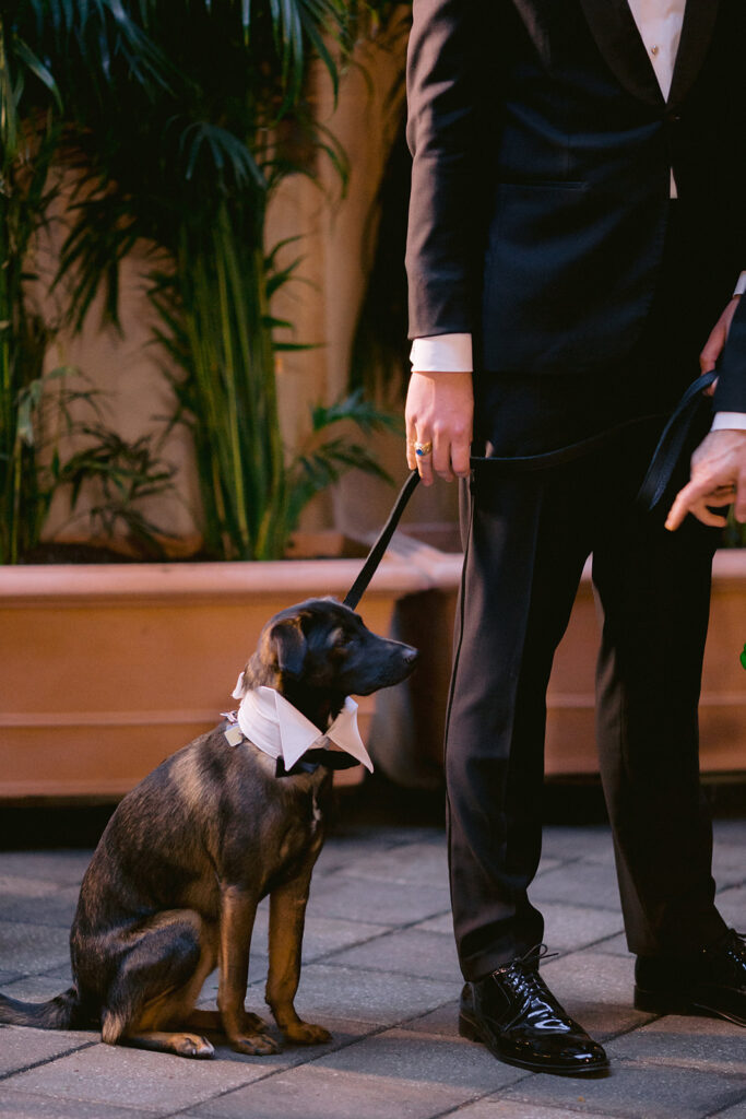 Katherine Marchand Photography Tips to Include Your Pet in your Wedding dog waiting with grooms best men