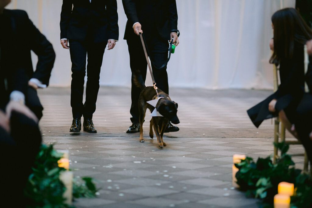 Katherine Marchand Photography Tips to Include Your Pet in your Wedding dog walking to the altar