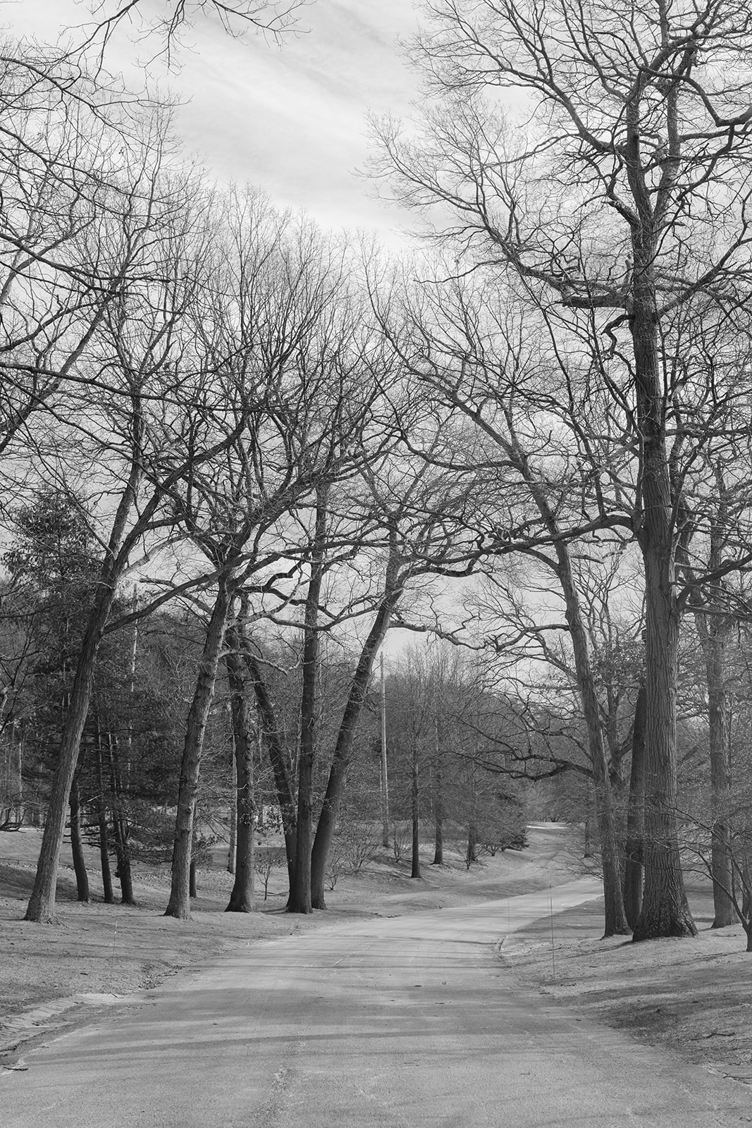 Black and white tree-lined road leading to Pine Hollow Country Club.