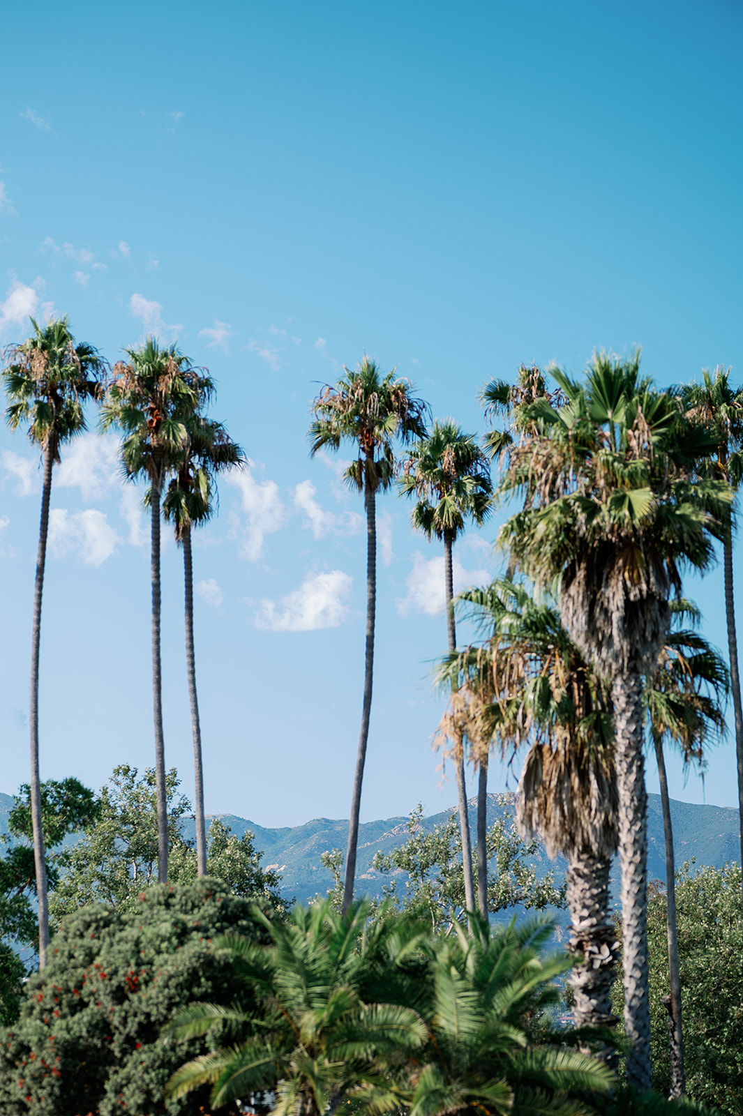Santa Barbara, California palm trees. 