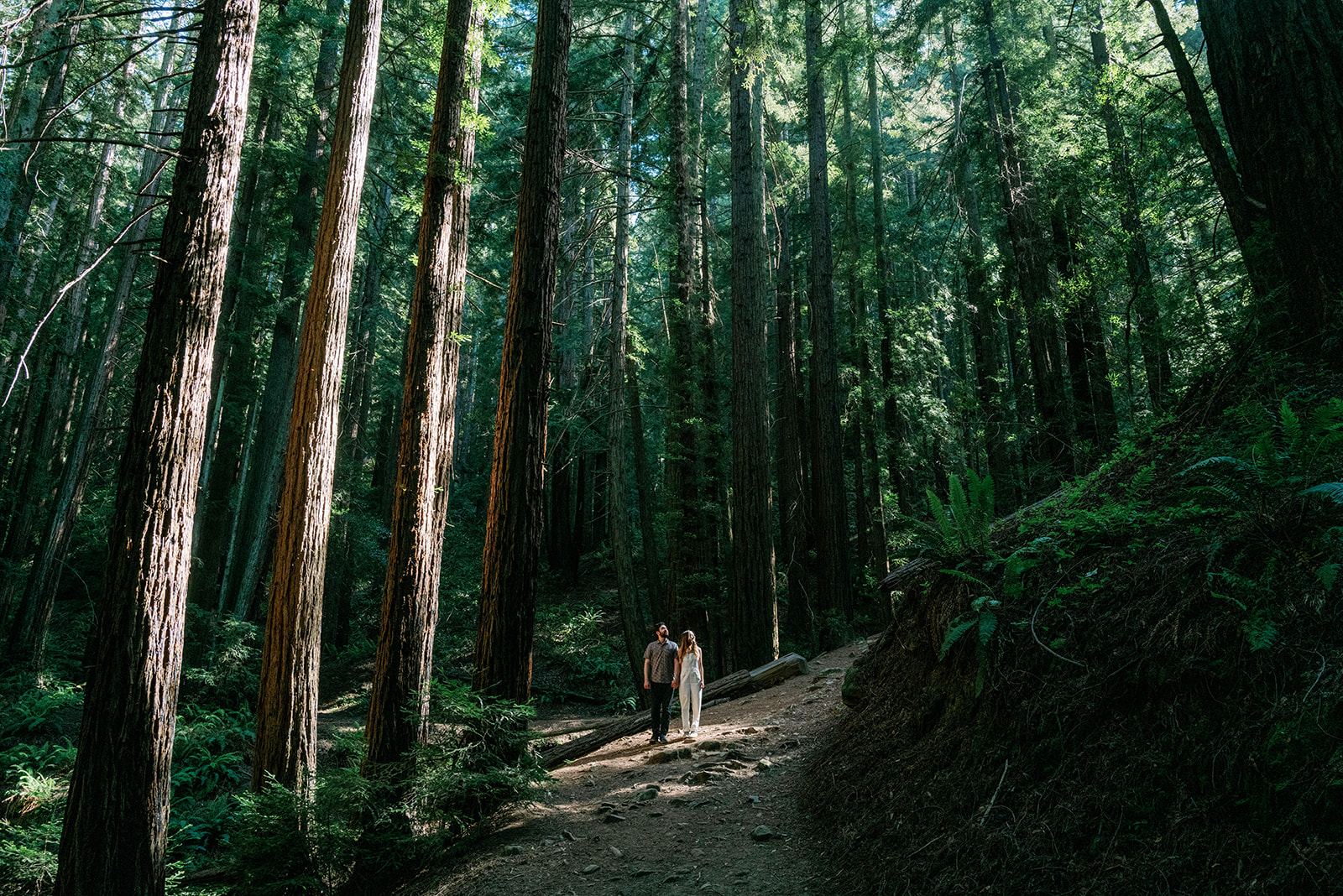 Creative Bay Area engagement photoshoot at Redwood Regional National Park in Oakland.